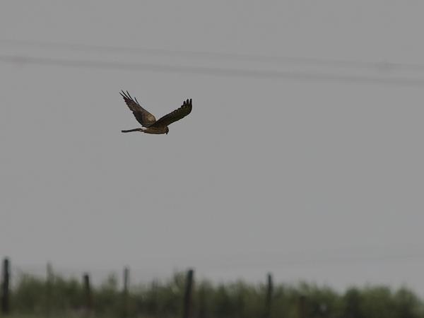 <h3><a href="/trips/extramadura/biota/animalia/chordata/aves/017 accipitriformes/004 accipitridae/circus pygargus/circus pygargus-nl.html">Circus&nbsp;pygargus</a> / Montagu's&nbsp;harrier / Grauwe&nbsp;kiekendief</h3>OM-1 Mark II met OLYMPUS M.150-400mm F4.5 TC, 1/2000 sec  bij F5.6, ISO 1250, afstand 300&nbsp;m
